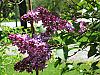 Avatar de lilas2012