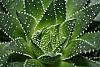 Avatar de Aloe