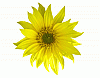 Avatar de sunflower