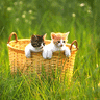 Chats & panier